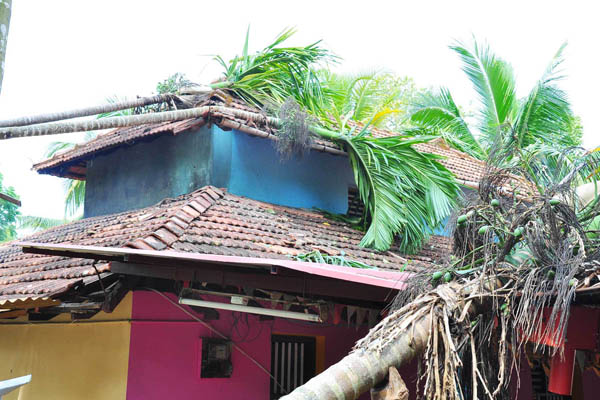 ಹೆಬ್ರಿ: ಬಿರುಗಾಳಿಗೆ ಉರುಳಿದ ಮರಗಳು